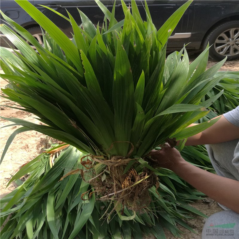  供應黃花鳶 各種苗木小苗 種苗 大小規(guī)格齊全