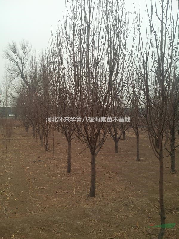 八棱海棠樹價格8公分