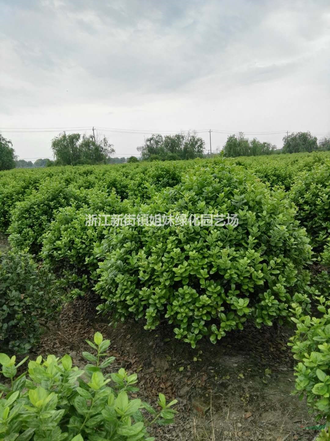 無刺枸骨球