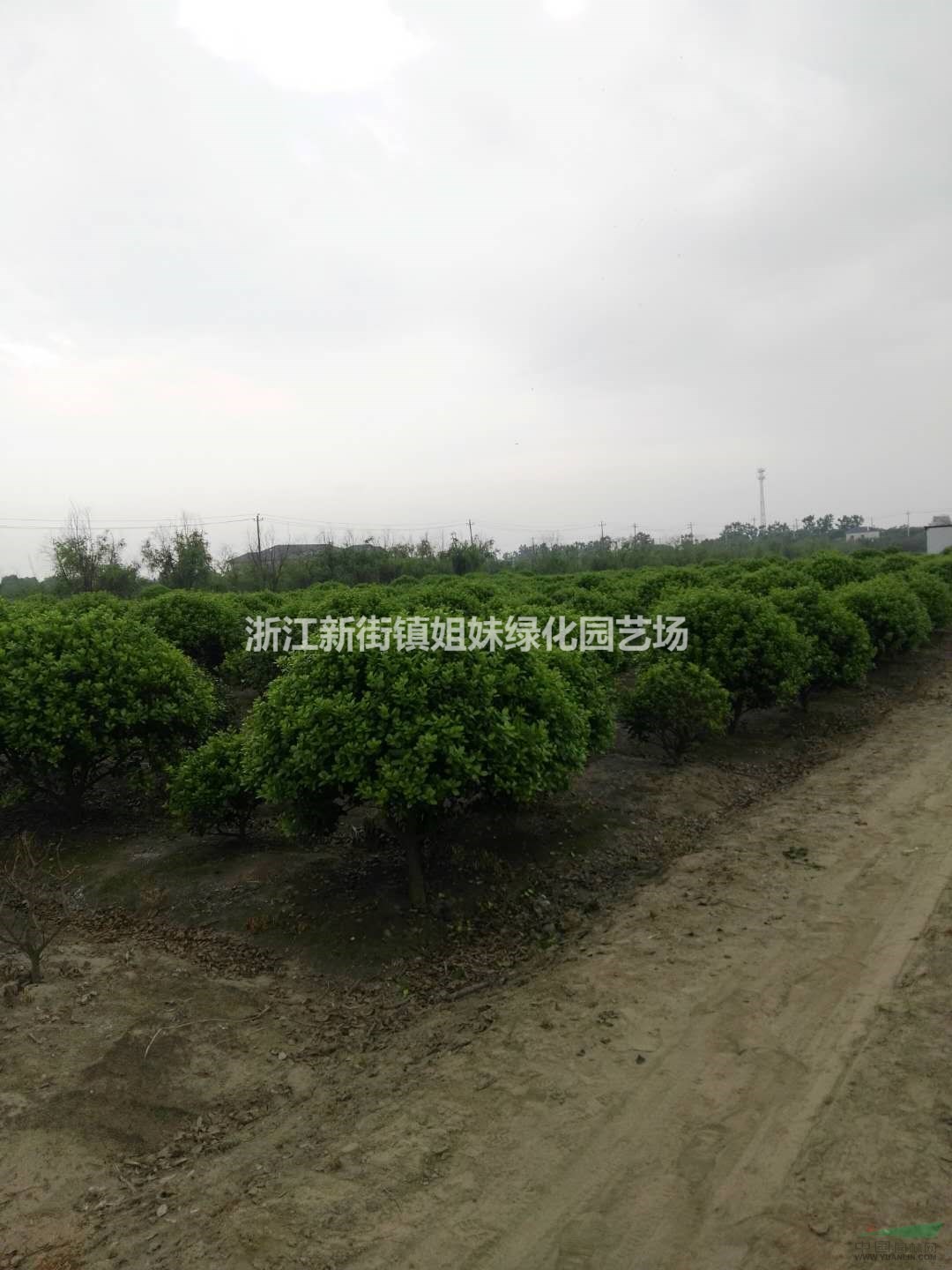 無刺枸骨球