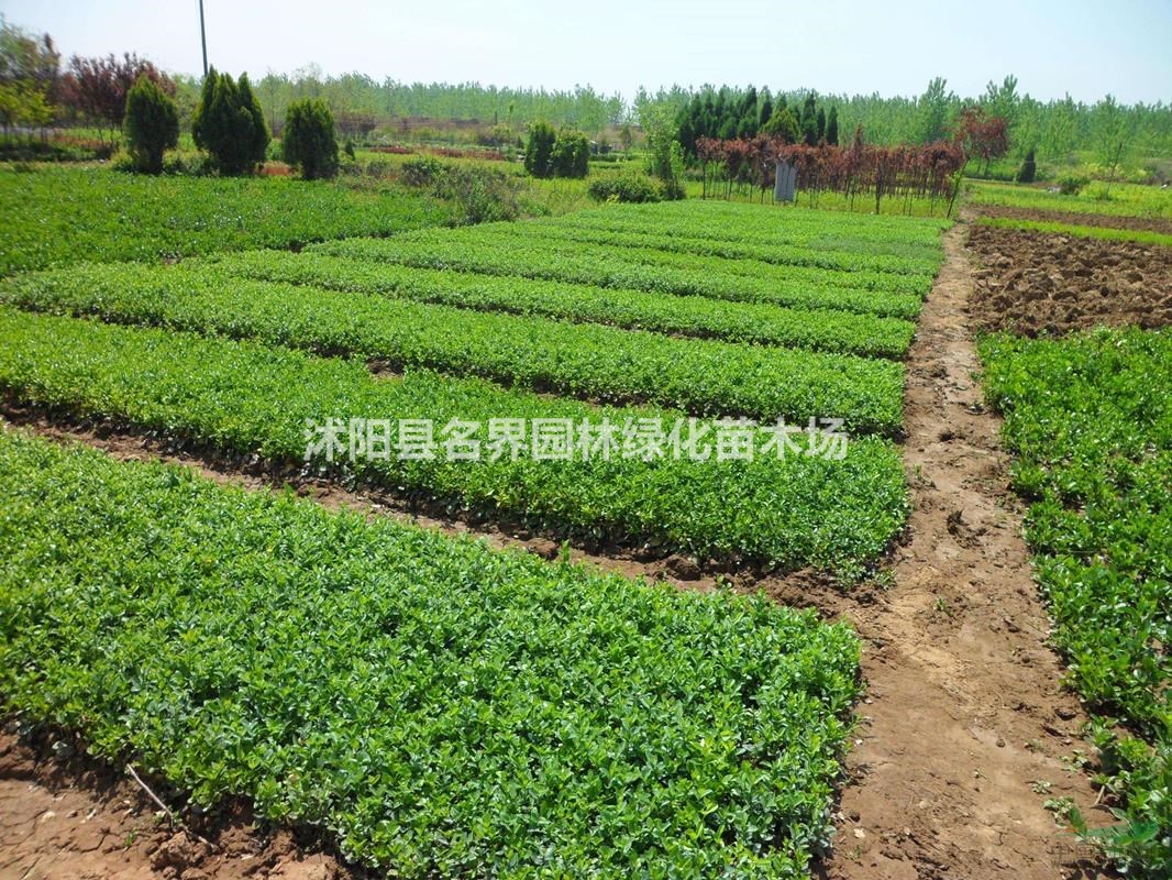  批發(fā)庭院爬藤植物小葉扶芳藤 大葉扶芳藤 攀緣植物 青葉蔓