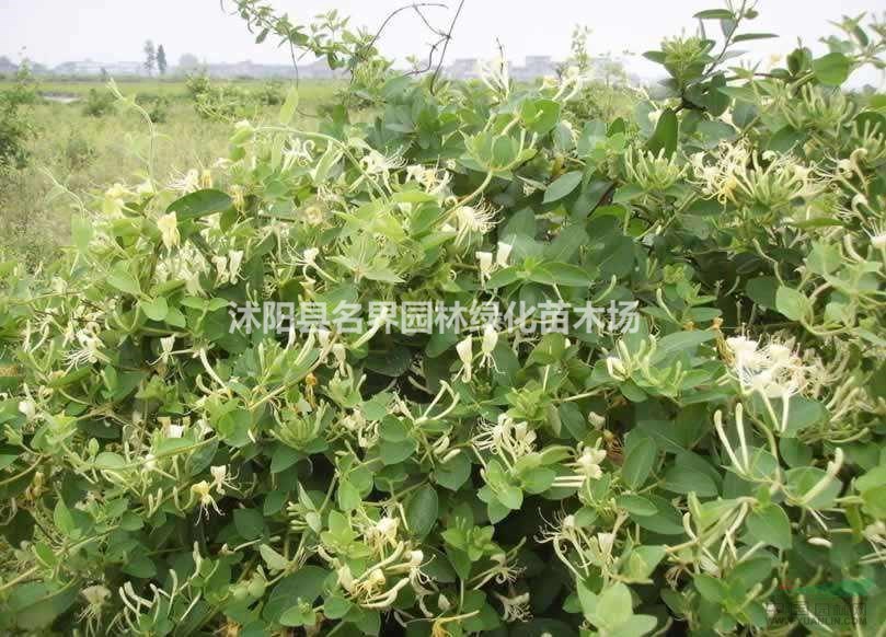 基地直銷(xiāo) 金銀花苗木 規(guī)格齊全銷(xiāo)量大優(yōu)
