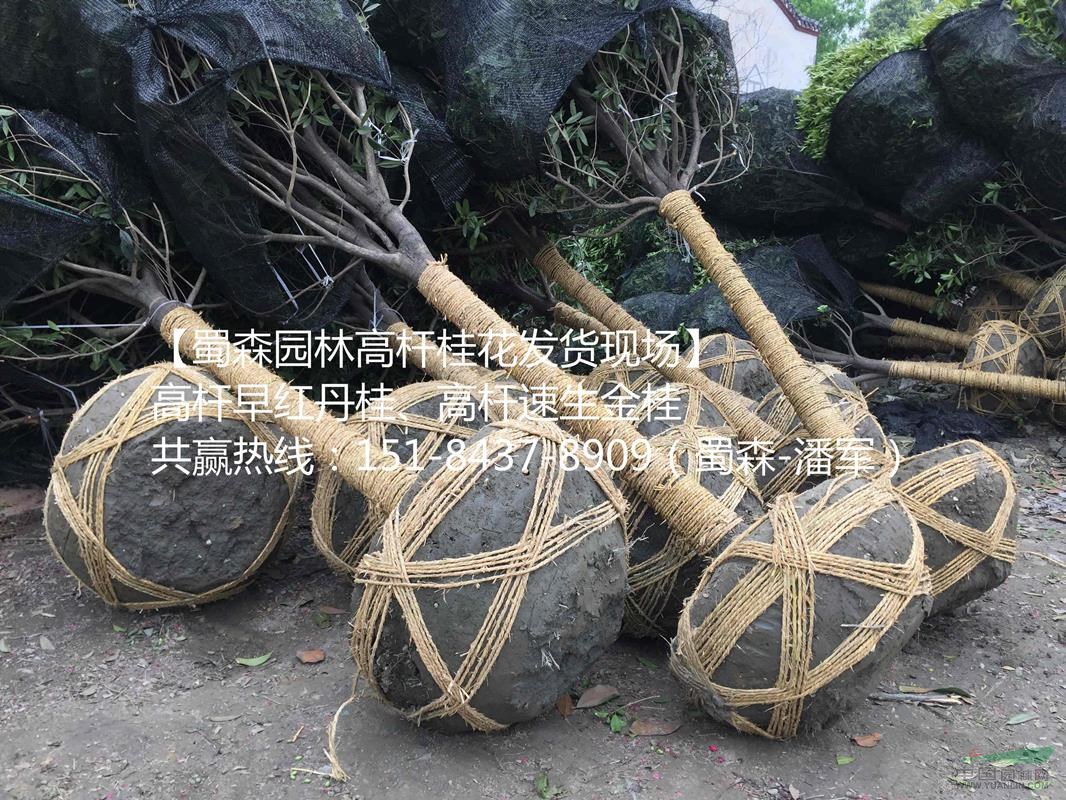 四川精品高桿桂花基地，成都桂花采購，成都苗木采購，