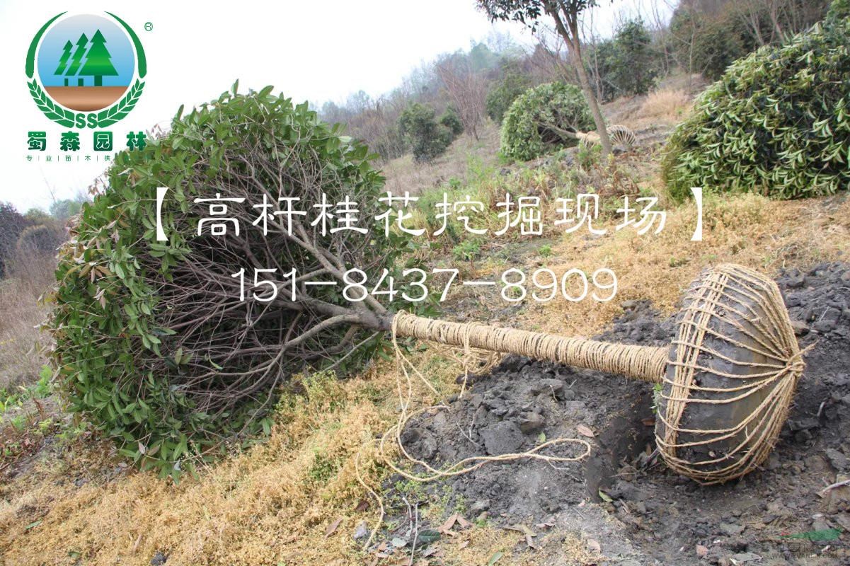 四川精品高桿桂花基地，成都桂花采購，成都苗木采購，