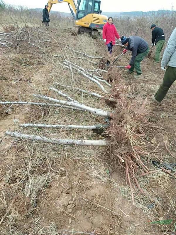 急處理五到九公分的桃樹，五千棵