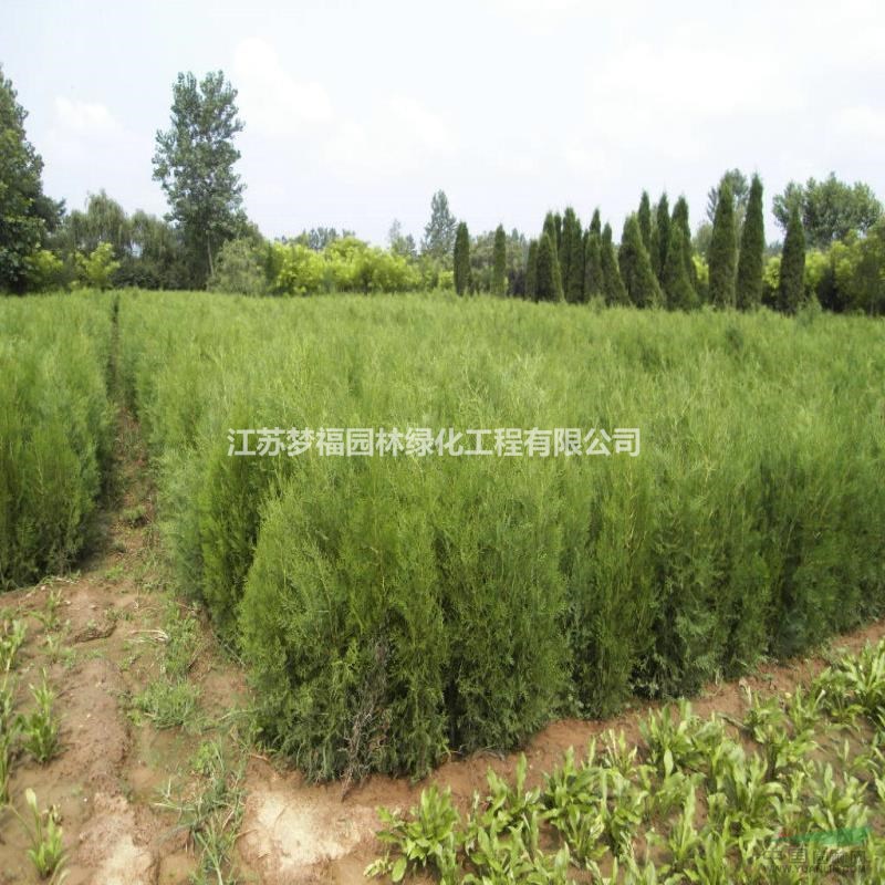 扁柏5行情報(bào)價(jià)/扁柏5圖片展示