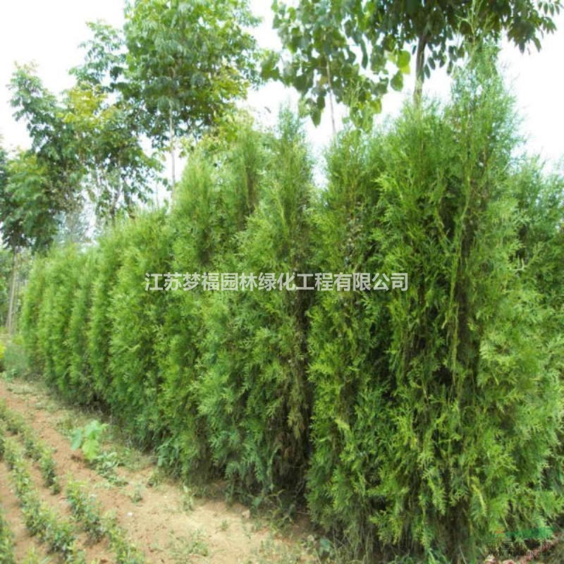 扁柏5行情報(bào)價(jià)/扁柏5圖片展示