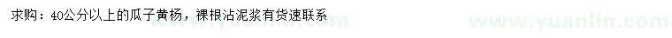 求購40公分以上瓜子黃楊