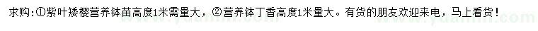 求購(gòu)高1米紫葉矮櫻、丁香