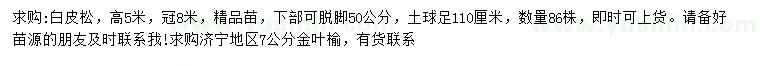 求購(gòu)高5米白皮松
