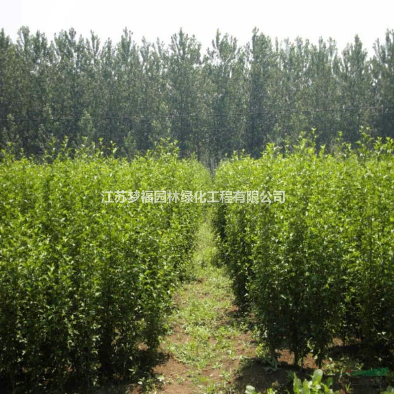 江蘇供應(yīng)叢生木槿2規(guī)格齊全