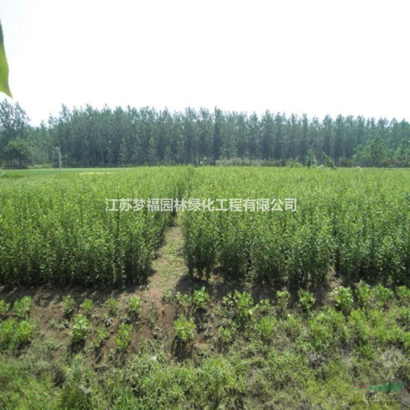 江蘇供應(yīng)叢生木槿2規(guī)格齊全
