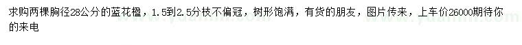 求購胸徑28公分藍(lán)花楹