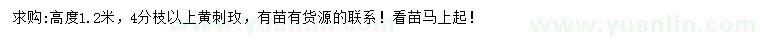 求購高1.2米黃刺玫