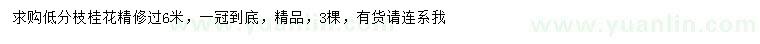 求購6米桂花