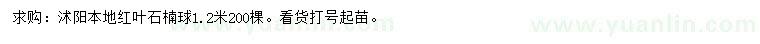 求購1.2米紅葉石楠球