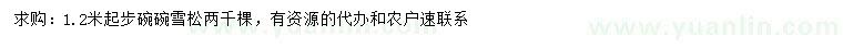 求購1.2米起步雪松