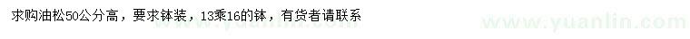 求購高50公分油松
