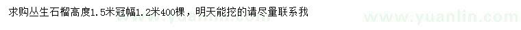 求購高1.5米叢生石榴