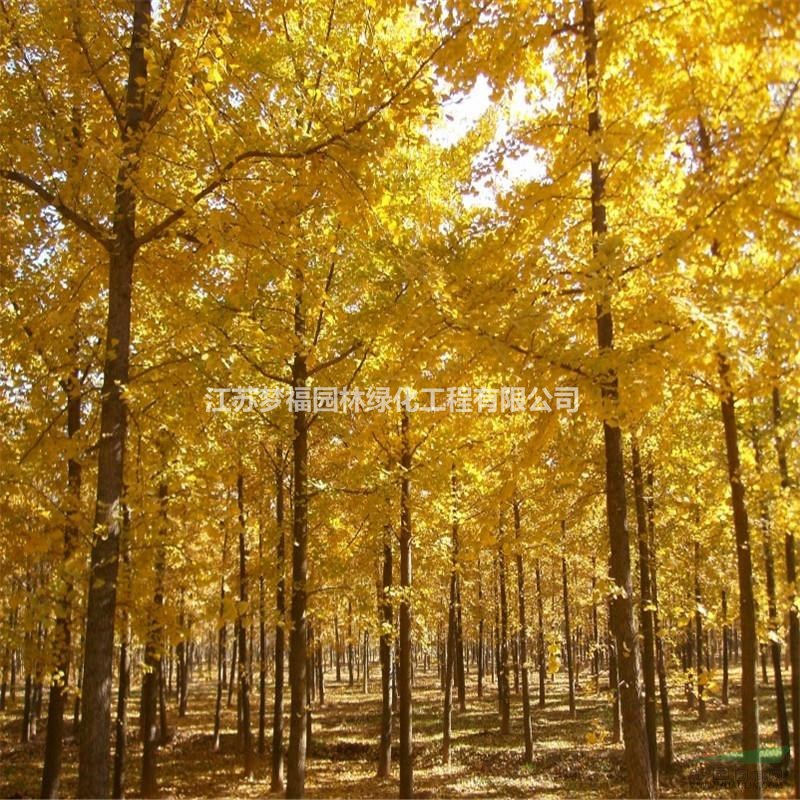 大小規(guī)格實生銀杏6基地