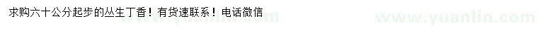 求購60公分起步叢生丁香
