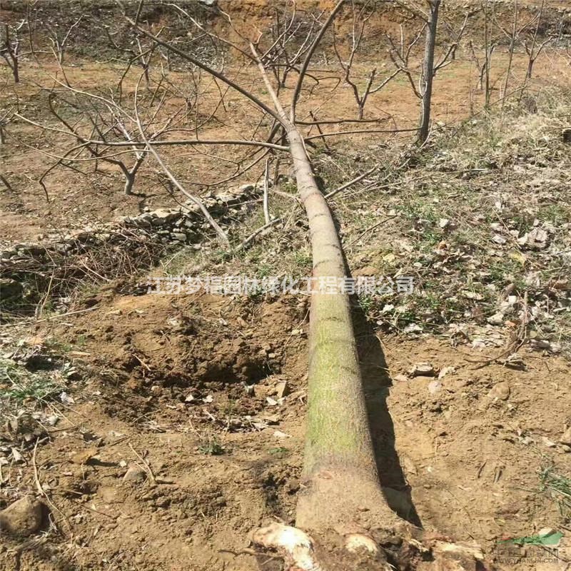 江蘇供應(yīng)梧桐樹(shù)2規(guī)格齊全