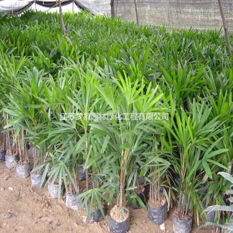 棕竹圖片/棕竹報(bào)價(jià)