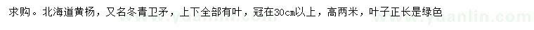 求購冠幅30公分以上北海道黃楊