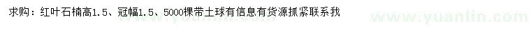求購(gòu)高1.5米紅葉石楠