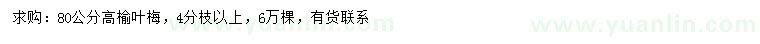 求購高80公分榆葉梅