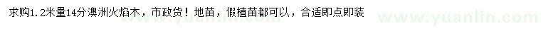 求購1.2米量14分澳洲火焰木