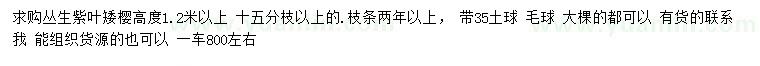 求購高1.2米以上叢生紫葉矮櫻
