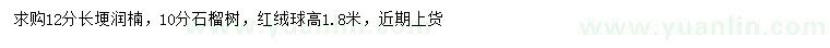 求購12公分長埂潤楠、10公分石榴