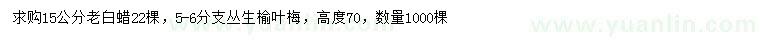 求購15公分老白蠟、高70公分叢生榆葉梅