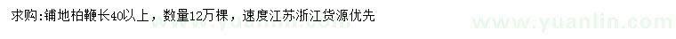求購40公分以上鋪地柏