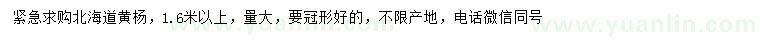 求購1.6米以上北海道黃楊