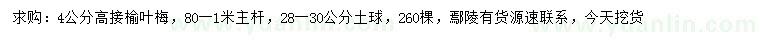 求購4公分高接榆葉梅