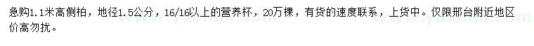求購地徑1.5公分側(cè)柏