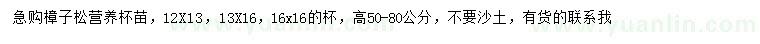 求購高50-80公分樟子松