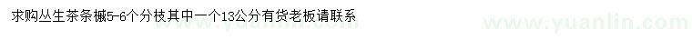 求購13公分叢生茶條槭