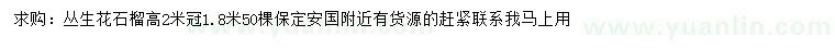 求購高2米叢生花石榴