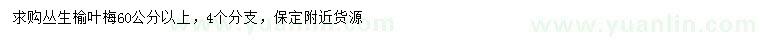 求購60公分以上叢生榆葉梅