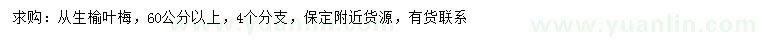 求購60公分以上從生榆葉梅