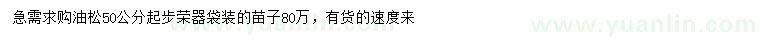 求購(gòu)50公分起步油松