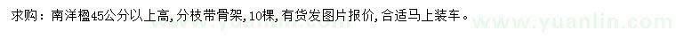 求購(gòu)45公分以上南洋楹