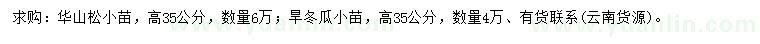 求購高35公分華山松、旱冬瓜