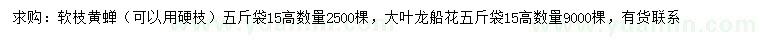 求購高15公分軟枝黃蟬、大葉龍船花