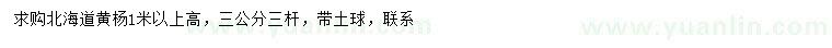 求購(gòu)高1米以上北海道黃楊