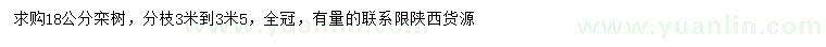 求購18公分欒樹