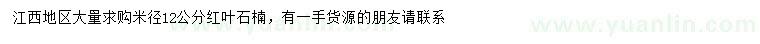 求購米徑12公分紅葉石楠		